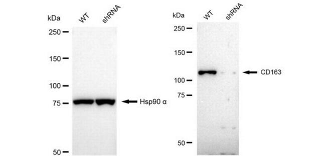 CD163 Antibody