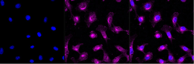 SRC Antibody in Immunocytochemistry (ICC/IF)