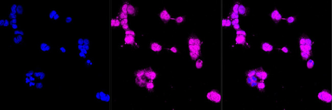 SRC Antibody in Immunocytochemistry (ICC/IF)