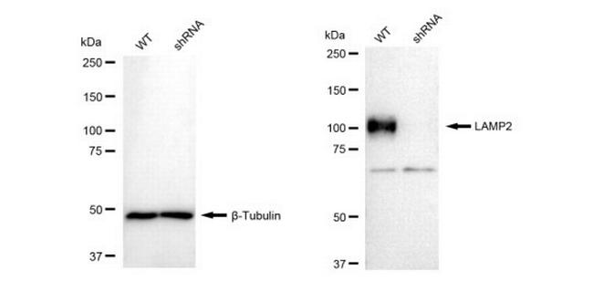 LAMP2 Antibody