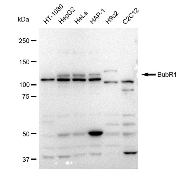 BUBR1 Antibody in Western Blot (WB)