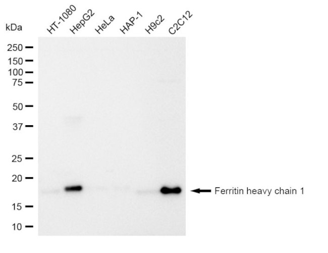 Ferritin Heavy Chain Antibody in Western Blot (WB)