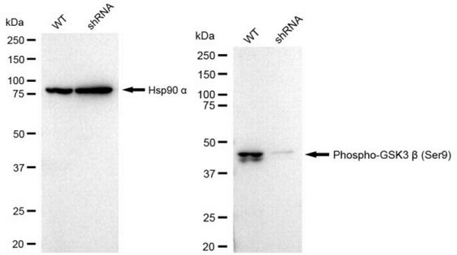 Phospho-GSK3B (Ser9) Antibody