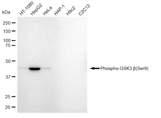 Phospho-GSK3B (Ser9) Antibody in Western Blot (WB)