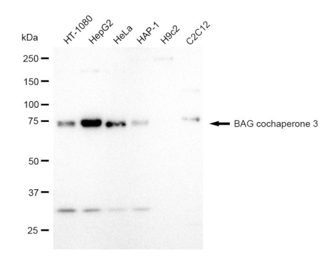 BAG3 Antibody in Western Blot (WB)