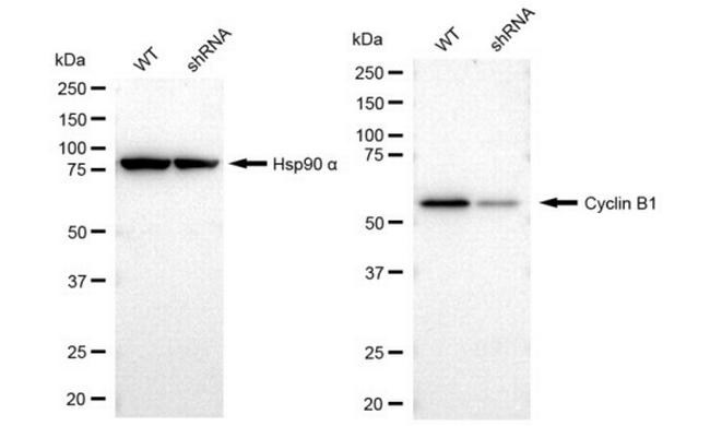 Cyclin B1 Antibody