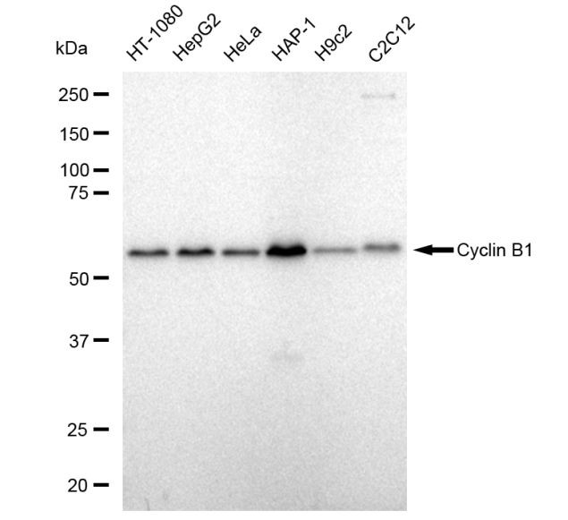 Cyclin B1 Antibody in Western Blot (WB)