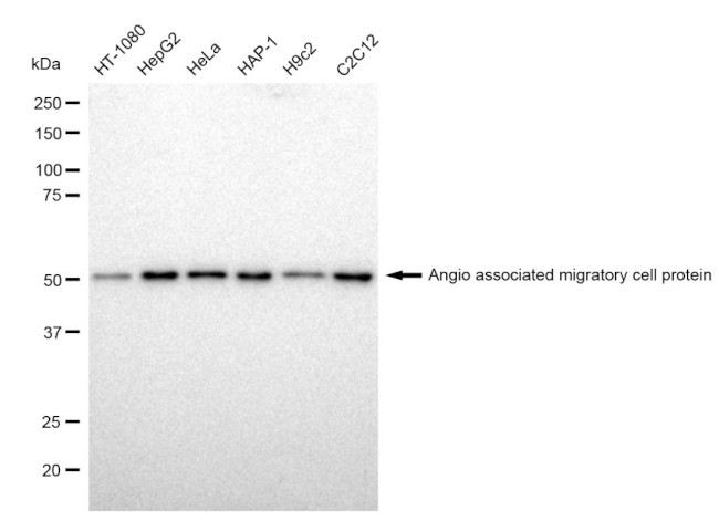 AAMP Antibody in Western Blot (WB)