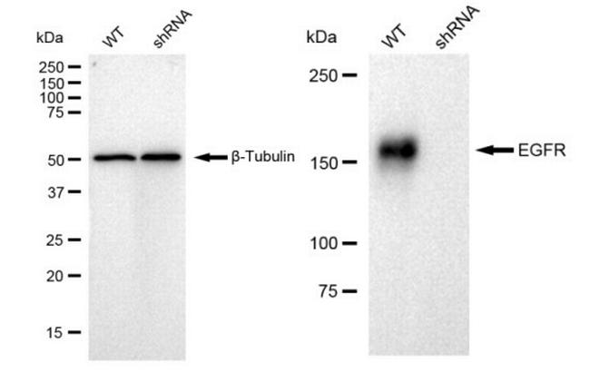 EGFR Antibody