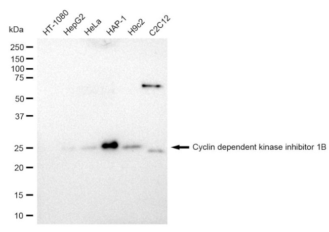 p27 Kip1 Antibody in Western Blot (WB)