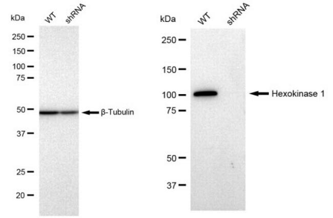 HK1 Antibody