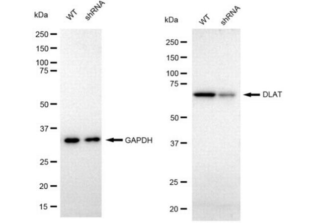 DLAT Antibody