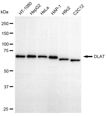 DLAT Antibody in Western Blot (WB)