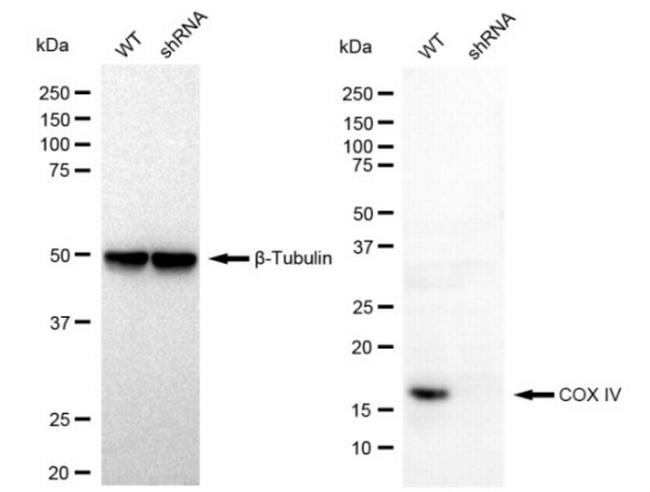 COX4 Antibody