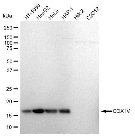 COX4 Antibody in Western Blot (WB)