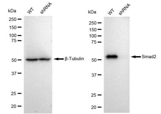 SMAD2 Antibody