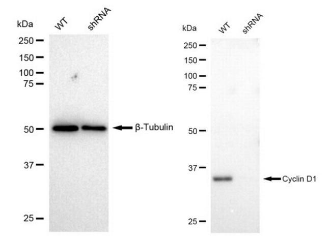 Cyclin D1 Antibody