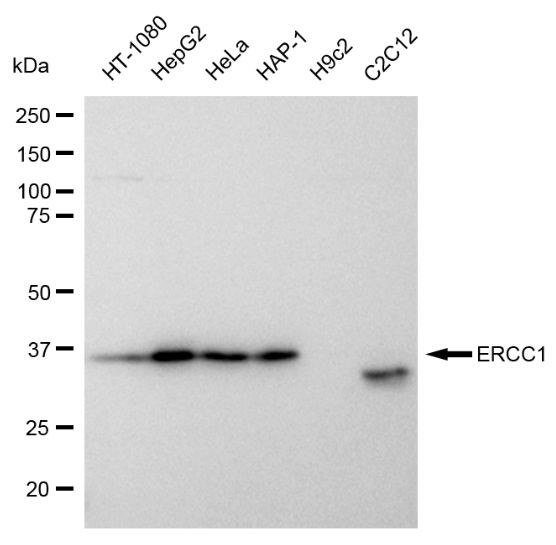 ERCC1 Antibody in Western Blot (WB)