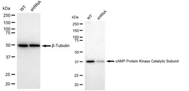 PKC alpha Antibody