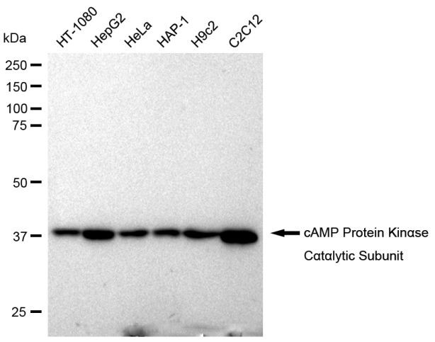 PKC alpha Antibody in Western Blot (WB)