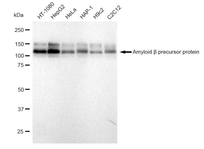 Amyloid Precursor Protein Antibody in Western Blot (WB)