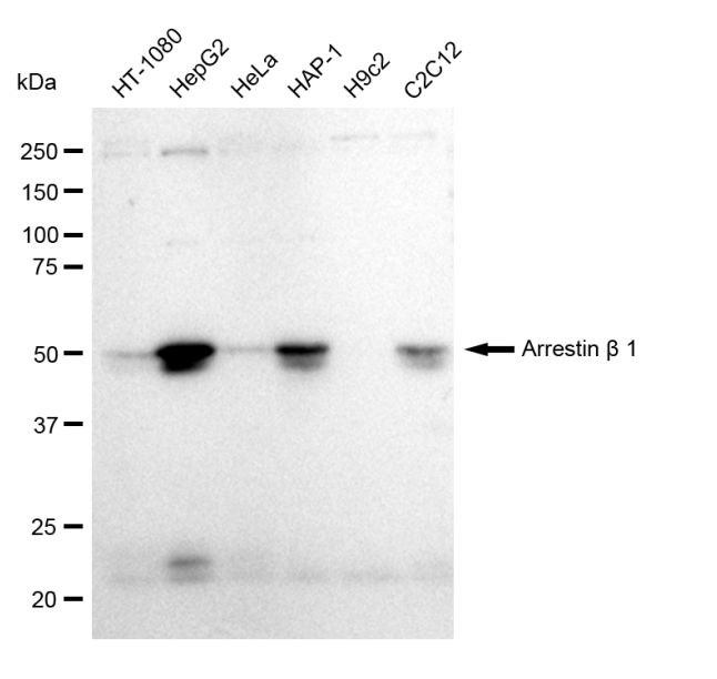 beta Arrestin 1 Antibody in Western Blot (WB)