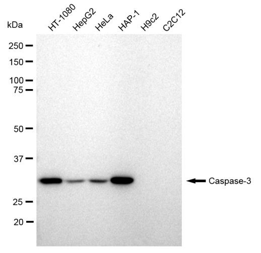 Caspase 3 Antibody in Western Blot (WB)