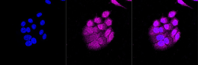 Caspase 9 Antibody in Immunocytochemistry (ICC/IF)