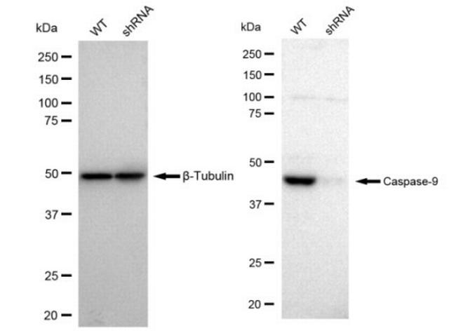 Caspase 9 Antibody