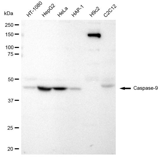 Caspase 9 Antibody in Western Blot (WB)