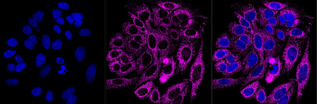 Citrate Synthase Antibody in Immunocytochemistry (ICC/IF)