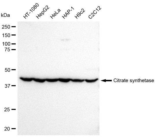 Citrate Synthase Antibody in Western Blot (WB)