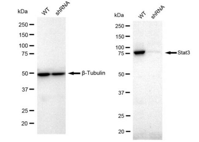 STAT3 Antibody