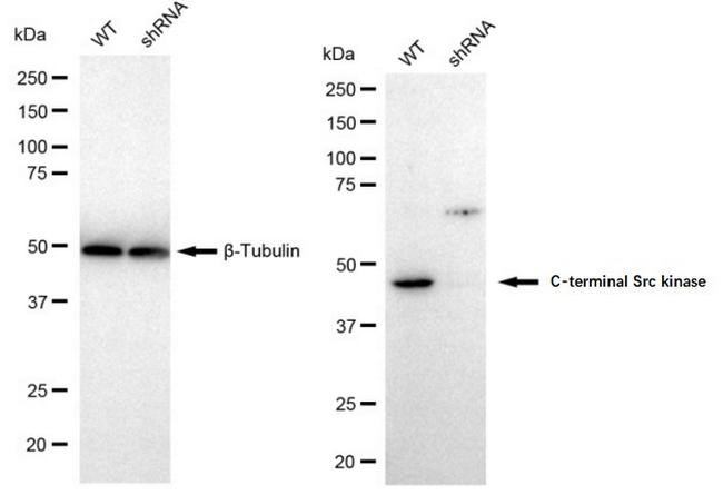 CSK Antibody