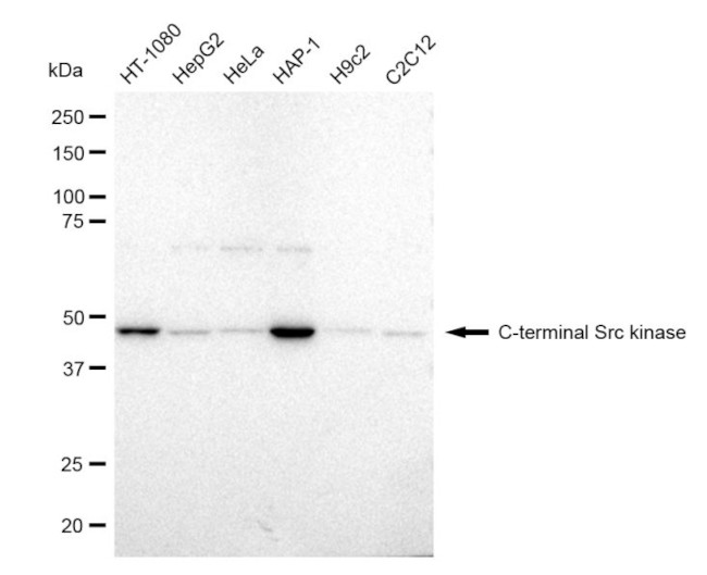 CSK Antibody in Western Blot (WB)