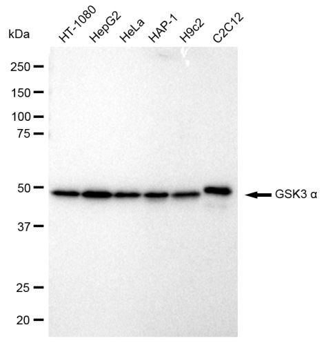 GSK3 alpha Antibody in Western Blot (WB)