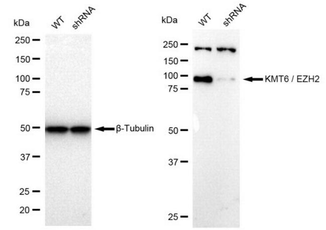 EZH2 Antibody