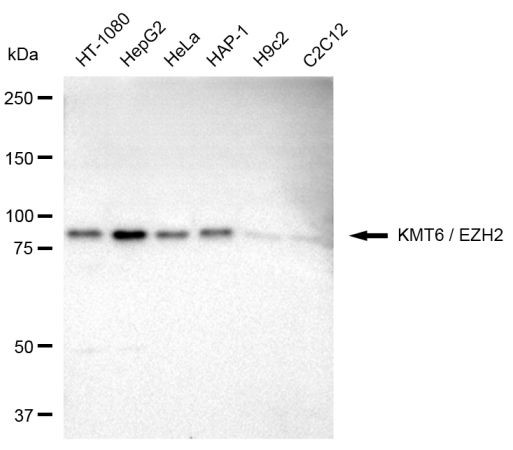 EZH2 Antibody in Western Blot (WB)