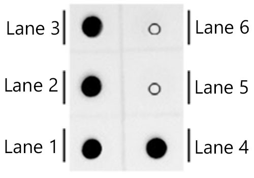 Cy3/Cy5 Antibody in Peptide array (ARRAY)