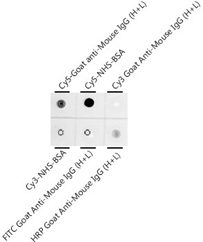 Cy5 Antibody in Peptide array (ARRAY)