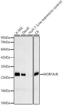 MOB1A/B Antibody in Western Blot (WB)