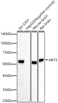 AKT3 Antibody in Western Blot (WB)