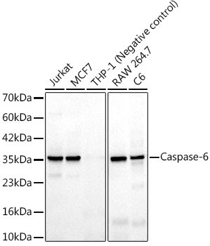 Caspase 6 Antibody in Western Blot (WB)