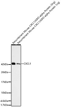 CXCL1 (GRO alpha) Antibody in Western Blot (WB)