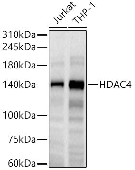 HDAC4 Antibody in Western Blot (WB)