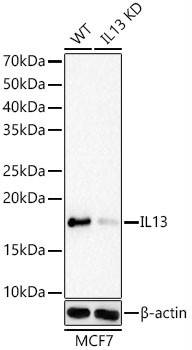 IL-13 Antibody in Western Blot (WB)