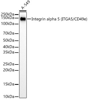 CD49e (Integrin alpha 5) Antibody in Western Blot (WB)