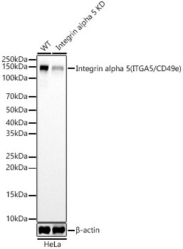 CD49e (Integrin alpha 5) Antibody in Western Blot (WB)