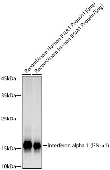 IFN alpha Antibody in Western Blot (WB)