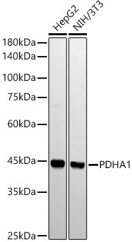 PDHA1 Antibody in Western Blot (WB)